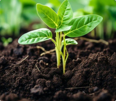 Hybrid Seeds